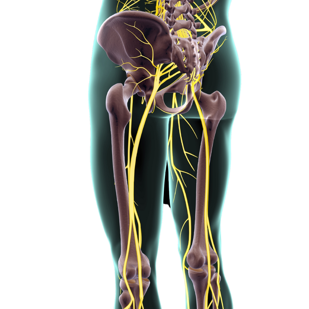 Sciatica – What is it and what can I do? – Elevated Health Collective